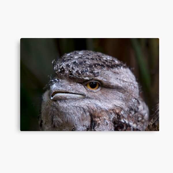 Tawney Frogmouth Canvas Print