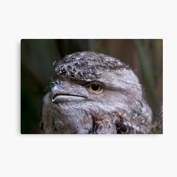 Tawney Frogmouth Metal Print