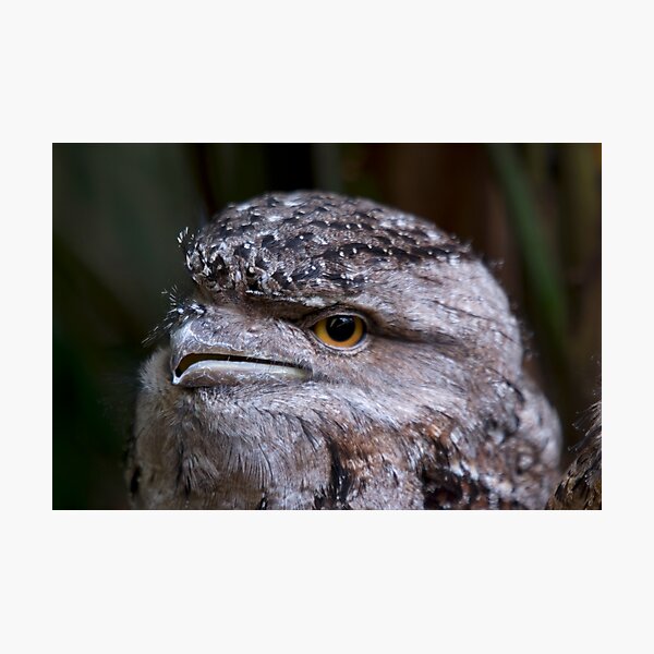 Tawney Frogmouth Photographic Print