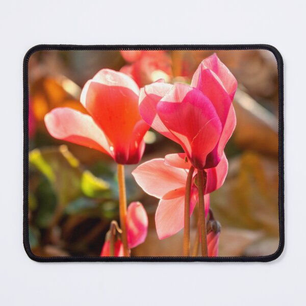 Item preview, cyclamen designed and sold by Weston  Westmoreland.