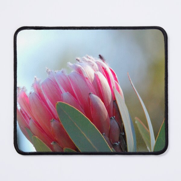 Item preview, Soft pink Protea designed and sold by imaginethis.