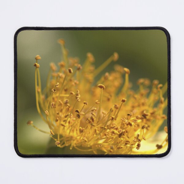 Item preview, Golden Centre of a Climbing Rose designed and sold by imaginethis.