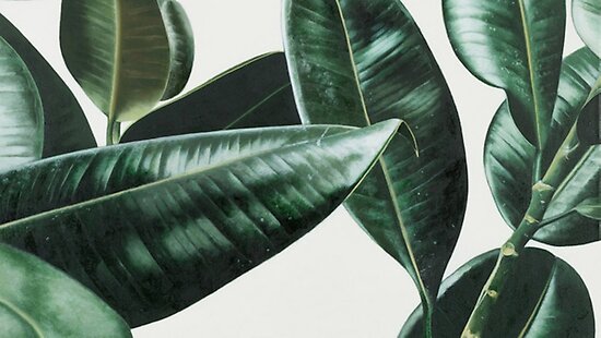 tumblr plant posters by rhishiplarry redbubble