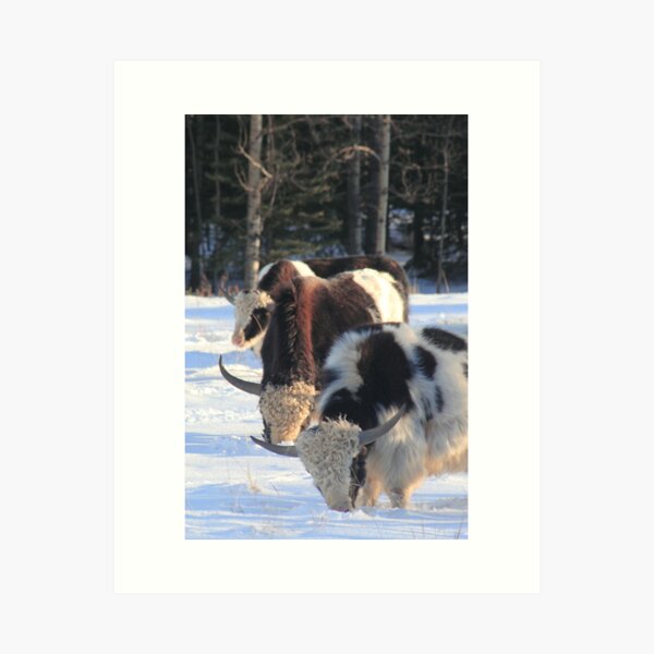 Item preview, Scottish cattle  designed and sold by zumi.