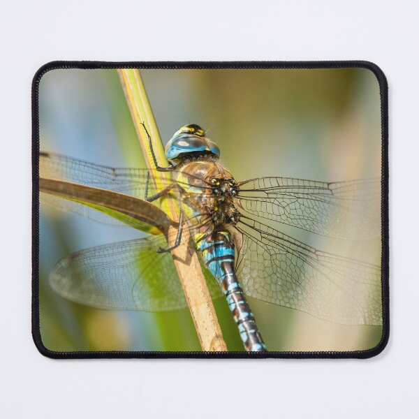 Item preview, A migrant hawker dragonfly designed and sold by Stefan Rotter.