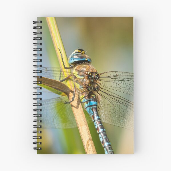 Item preview, A migrant hawker dragonfly designed and sold by Stefan Rotter.