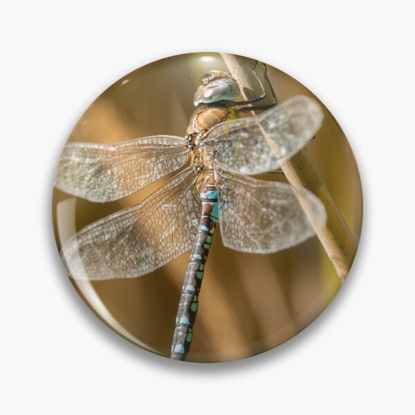 Item preview, A migrant hawker dragonfly designed and sold by Stefan Rotter.