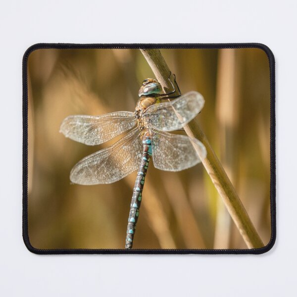 Item preview, A migrant hawker dragonfly designed and sold by Stefan Rotter.