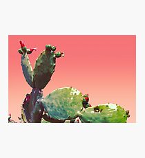 Flowering Cactus Photographic Print