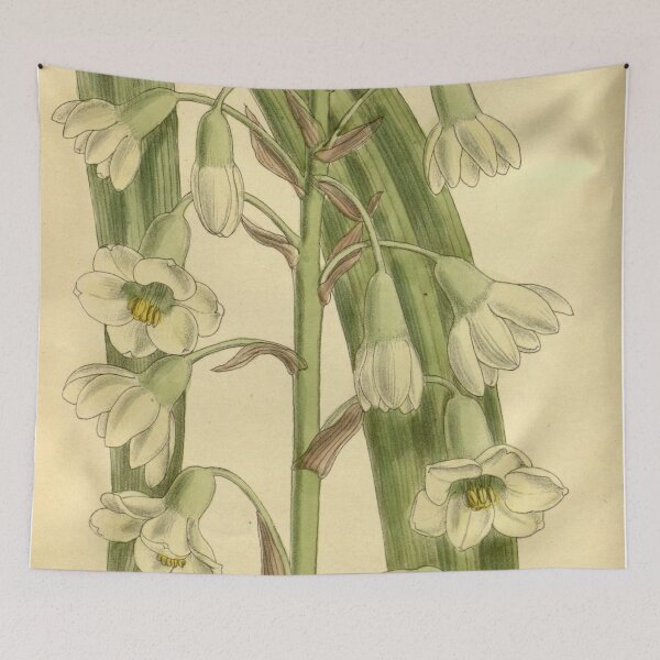 Item preview, Galtonia princeps 140 8533 designed and sold by EsotericBotanic.