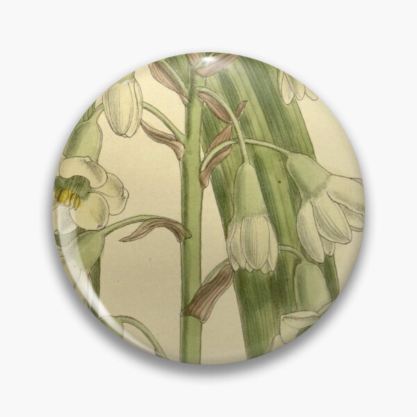 Item preview, Galtonia princeps 140 8533 designed and sold by EsotericBotanic.