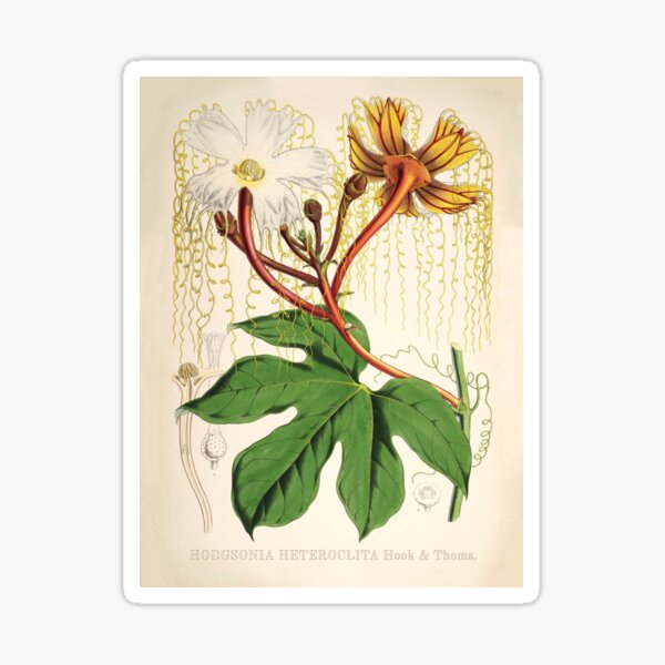 Item preview, Scientific Botanical Illustration of Hodgsonia Heteroclita, 1855. designed and sold by BotanicalVibes.