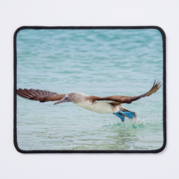 Item preview, Flying Booby 3 Galapagos Islands designed and sold by PhotoArt by Joan Carroll.