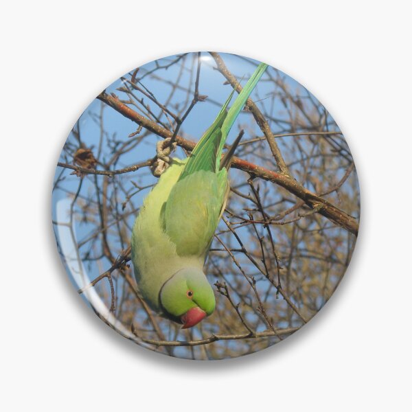 Item preview, Upside Down Rose-Ringed Parakeet Photograph designed and sold by naturegallery.