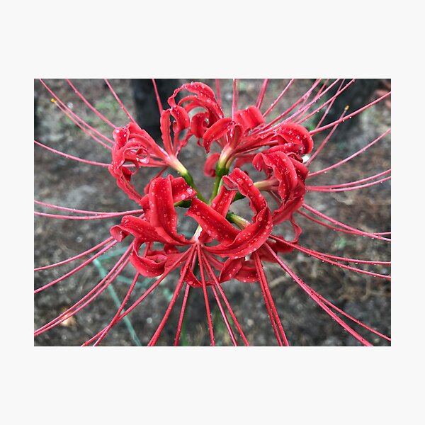 Red Spider Lily Photographic Prints for Sale | Redbubble