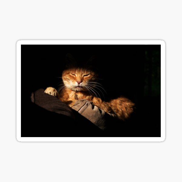 Ginger cat with dark background Sticker