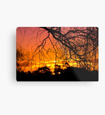 Salix Tortuosa (tortured willow) at Sunset. Metal Print