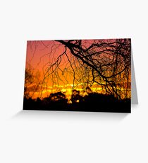 Salix Tortuosa (tortured willow) at Sunset. Greeting Card