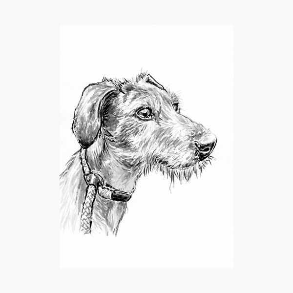 Scruffy Photographic Print