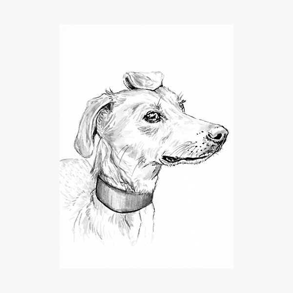 Ear Flip Photographic Print