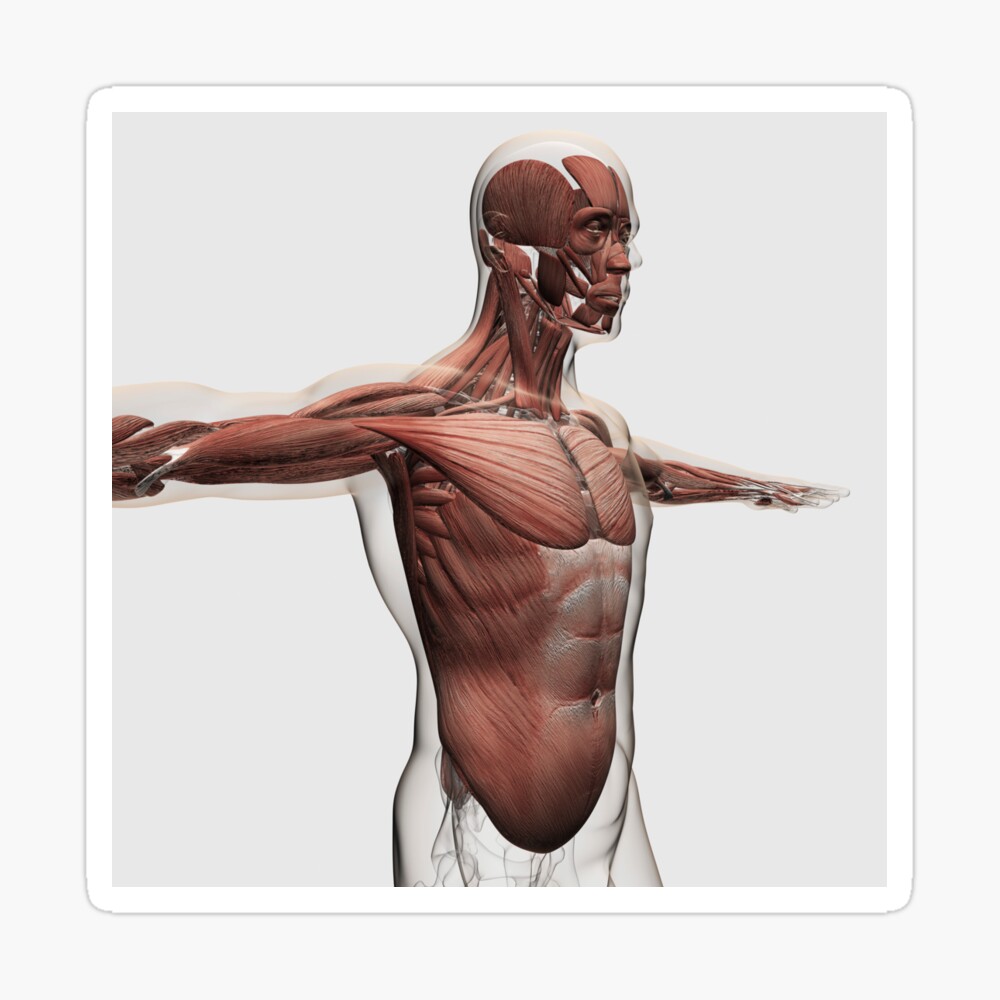 Anatomy Of Male Muscles In Upper Body Side View Poster By Stocktrekimages Redbubble