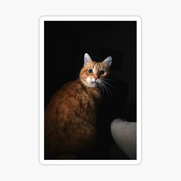 Worried cat Sticker