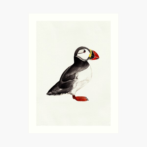 Watercolour Puffin Drawing Art Print