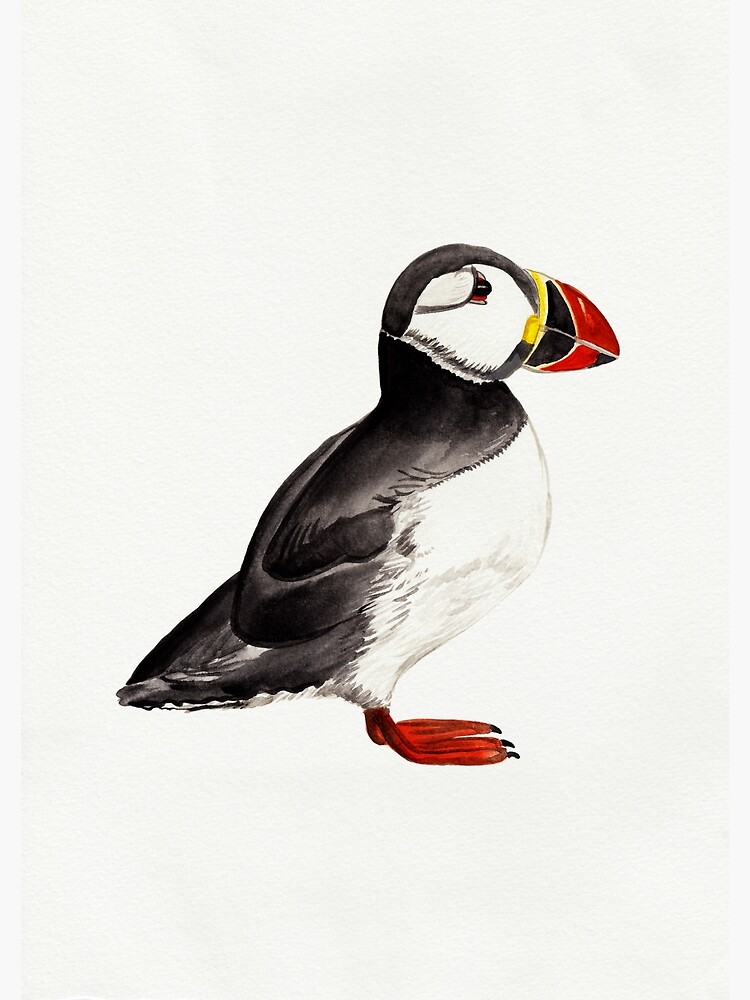 "Watercolour Puffin Drawing" Poster by emmajfitz Redbubble