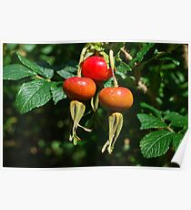 Rose Hips Poster