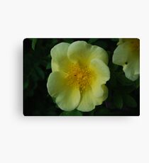 Yellow Canvas Print