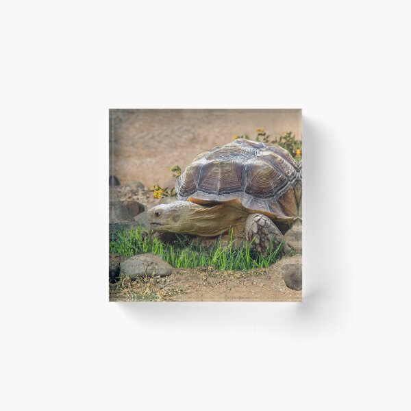 Item preview, Roaming Tortoise designed and sold by heatherfriedman.