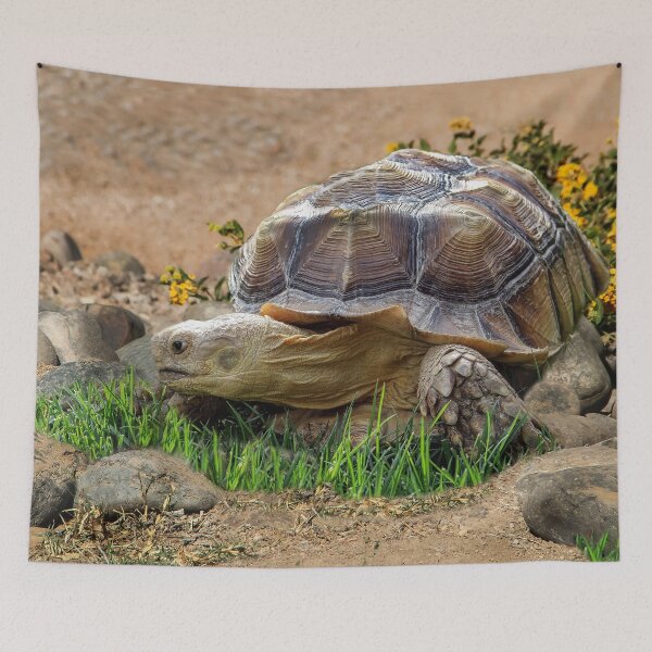 Item preview, Roaming Tortoise designed and sold by heatherfriedman.