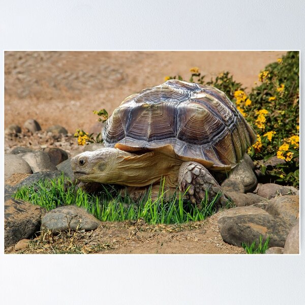 Greek tortoise hot sale for sale