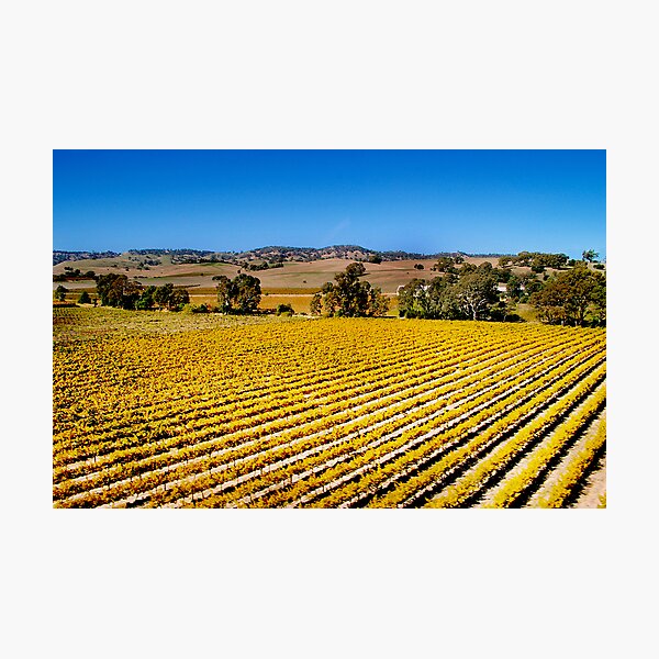 Vines of Barossa Valley Photographic Print