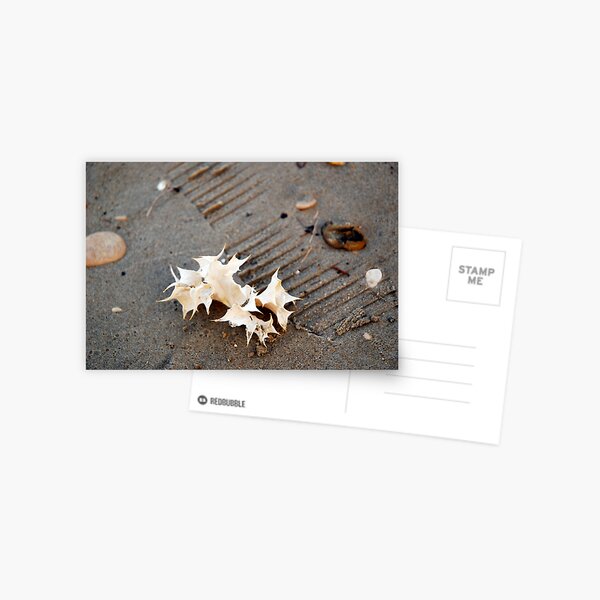 seaholly Postcard