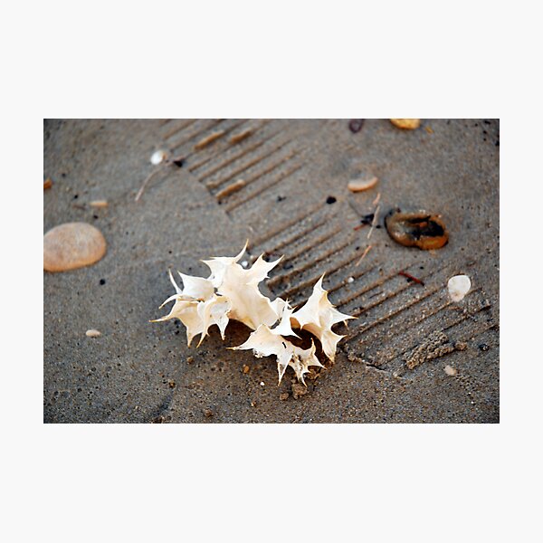 seaholly Photographic Print
