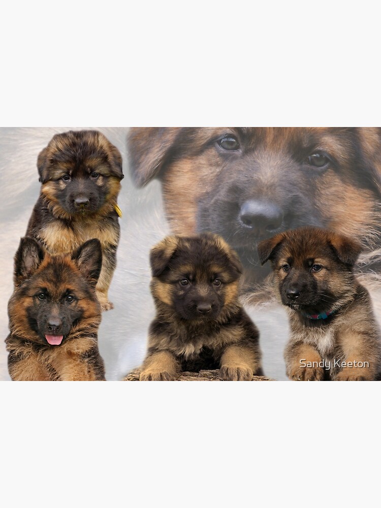 German Shepherd Puppy Collage Poster For Sale By Sandyk Redbubble