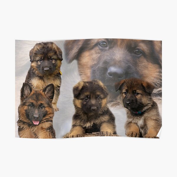 German Shepherd Puppy Collage Poster