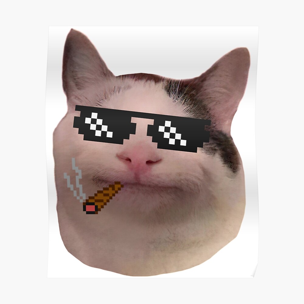 Discord cat pfp