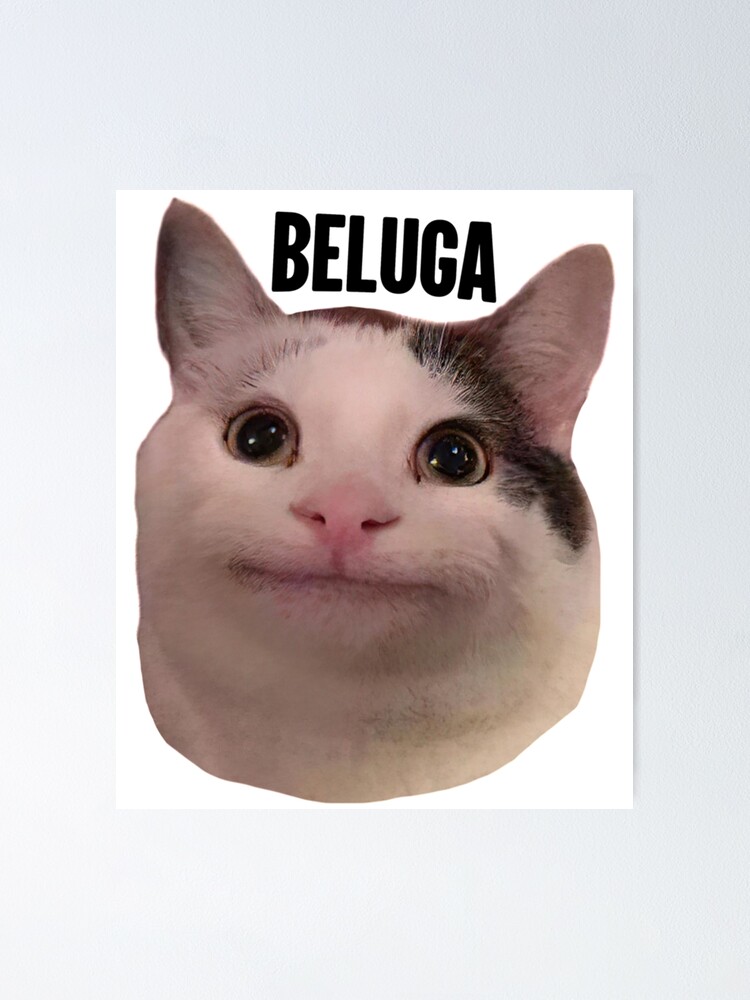 beluga cat discord pfp  Poster for Sale by Liamandlore