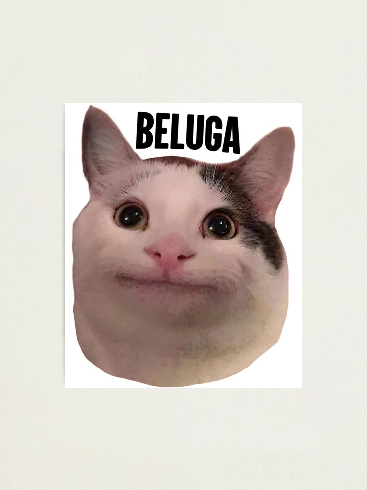 Beluga cat discord meme Photographic Print for Sale by anins-azuree
