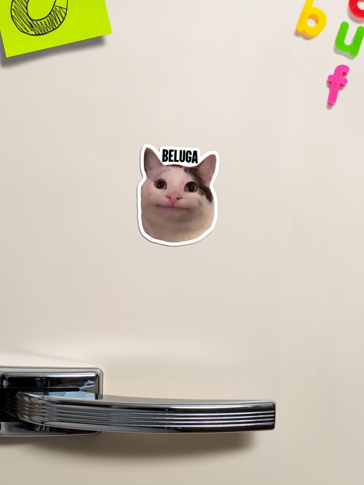 beluga cat discord pfp | Magnet