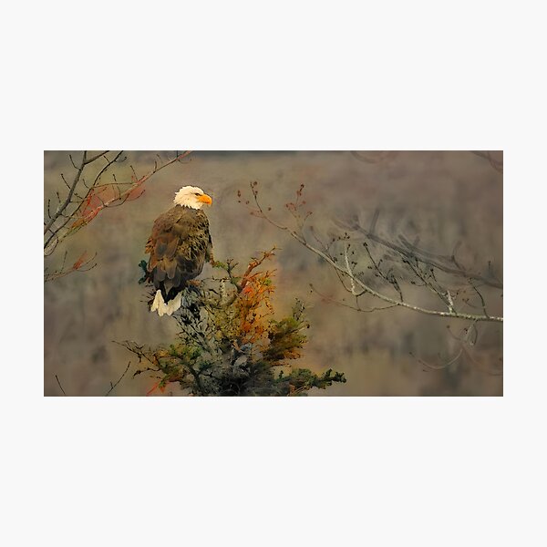 Eagle perched on a pine tree Photographic Print