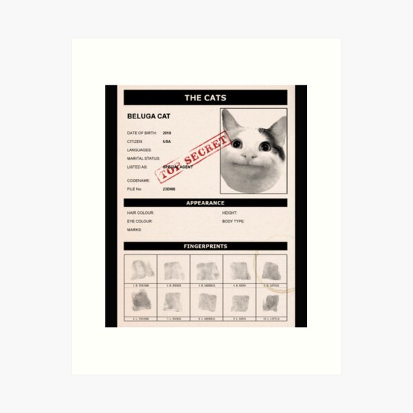 Beluga Cat Photographic Print for Sale by LUCKY DESIGNER