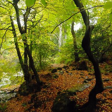 Artwork thumbnail, Ballaglass Glen by IOMWildFlowers