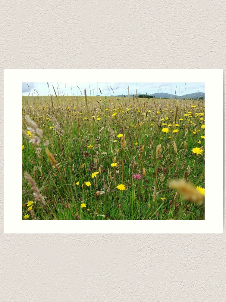 Thumbnail 1 of 3, Art Print, Ballannette designed and sold by IOMWildFlowers.