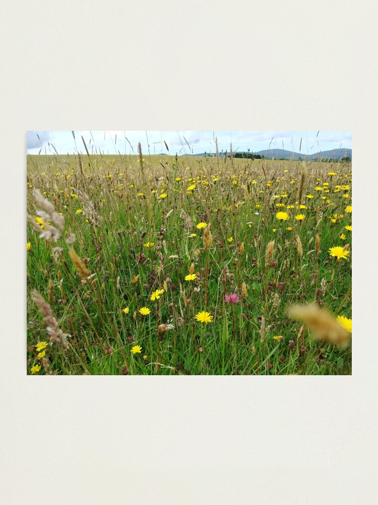 Thumbnail 1 of 3, Photographic Print, Ballannette designed and sold by IOMWildFlowers.
