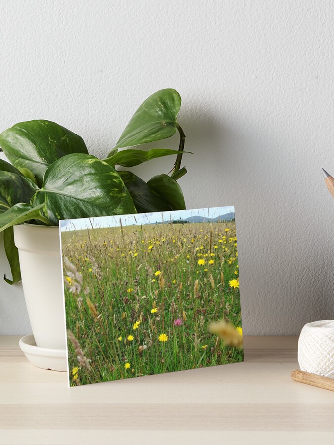 Thumbnail 1 of 2, Art Board Print, Ballannette designed and sold by IOMWildFlowers.