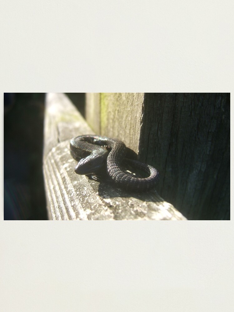 Thumbnail 1 of 3, Photographic Print, Clypse and Kerrowdhoo designed and sold by IOMWildFlowers.