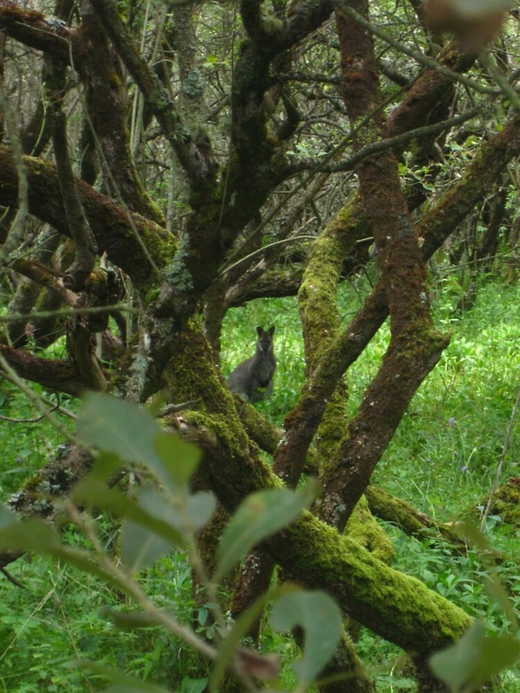 Ballaugh Curraghs by IOMWildFlowers